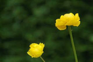 Trollius europaeusKogelbloem bestellen